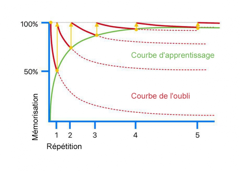 Courbe d'oubli Ebbinghaus montrant efficacité répétition espacée pour mémorisation vocabulaire